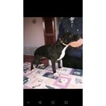 Staffordshire bull Terrier - Foto n. 2