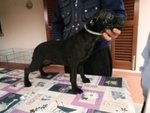 Staffordshire bull Terrier