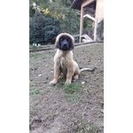 Cuccioli di Leonberger - Foto n. 2