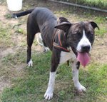 Rambo, Incrocio Pitbull di Circa 2 Anni, Abbandonato a se Stesso il Piccolo box lo sta Distruggendo, - Foto n. 2