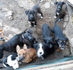 22 Cuccioli di 3 Mesi, Pronti a Lasciare L’inferno per Partire Verso il Nord, Cercano casa per Sempr - Foto n. 1