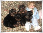 Cuccioli Yorkshire Terrier con Pedigree