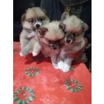 Disponibili Bellissimi Cuccioli di Spitz