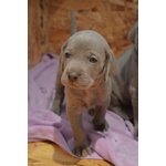 Cuccioli Weimaraner - Foto n. 3