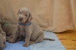 Cuccioli Weimaraner - Foto n. 5