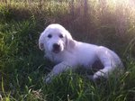 Cuccioli Golden Retriever - Foto n. 3