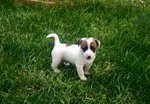 Bellissimi jack Russel - Foto n. 4