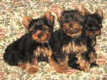 Cuccioli Yorkshire Terrier con Pedigree - Foto n. 3