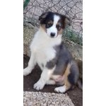 Cucciolata di tre Maschi Australian Shepherd Disponibile - Foto n. 1