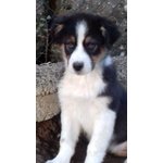 Cucciolata di tre Maschi Australian Shepherd Disponibile - Foto n. 2