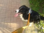 Border collie cerca moglie