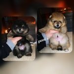 Spitz Tedesco nano (volpino di Pomerania) - Foto n. 1