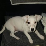 Jack Russell Femminuccia