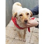 Buddy,taglia Medio Piccola,adottabile in Tutta Italia! - Foto n. 3