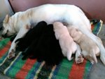 Labrador Retriever di alta Genealogia - Foto n. 1
