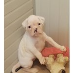 Disponibile Cucciola di Boxer Bianca