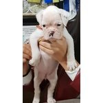 Disponibile Cucciola di Boxer Bianca - Foto n. 2