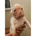 Disponibile Cucciola di Boxer Bianca - Foto n. 3