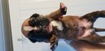 Disponibili Cuccioli di Boxer - Foto n. 3
