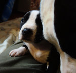 Cuccioli Amstaff - American Staffordshire Terrier - Foto n. 4