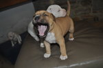 Cuccioli Amstaff