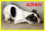 Sonny e cher Cuccioloni 1 anno Teneri Aspettano una Mamma - Foto n. 3