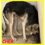 Sonny e cher Cuccioloni 1 anno Teneri Aspettano una Mamma - Foto n. 4