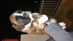 Splendida Cucciola di Boxer con Pedigree