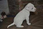 Cuccioli Amstaff - Foto n. 2