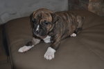 Cuccioli Amstaff - Foto n. 5