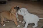 Cuccioli Amstaff - Foto n. 6