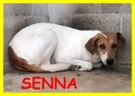 Senna 2 anni Immobile per la Paura Implora di Essere Salvata