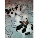 Cuccioli jack Russell Consegna Gennaio - Foto n. 2