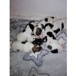 Cuccioli jack Russell Consegna Gennaio - Foto n. 4