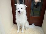 Bellissimo cane Bianco