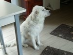Bellissimo cane Bianco - Foto n. 4