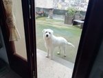 Bellissimo cane Bianco - Foto n. 5