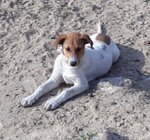 Sasha 4 Mesi, un Vigliacco Abbandono, poi L’arrivo a Bergamo con un Sogno, di Trovare Casa - Foto n. 2