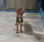 Kiwi, Incrocio Pinscher 6 mesi (3 kg), Recuperato da un Maltrattamento, Cerca Casa