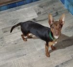 Kiwi, Incrocio Pinscher 6 mesi (3 kg), Recuperato da un Maltrattamento, Cerca Casa - Foto n. 2