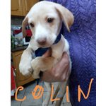 Colin, mira e Pablo, Cuccioli di 3 Mesi, Futura Taglia Media, Cercano Casa