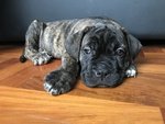 Cane Corso Cucciolo