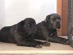 Cane Corso Cucciolo - Foto n. 4