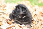 Cuccioli Pastore Tedesco a pelo Lungo - Foto n. 2