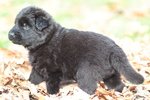 Cuccioli Pastore Tedesco a pelo Lungo - Foto n. 3