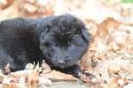 Cuccioli Pastore Tedesco a pelo Lungo - Foto n. 6