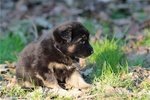 Cuccioli Pastore Tedesco a pelo Lungo - Foto n. 8