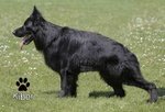 Cuccioli Pastore Tedesco a pelo Lungo - Foto n. 10