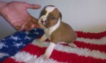 American Staffordshire Terrier Amstaff Cuccioli - Foto n. 3