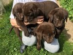 Cuccioli di Labrador Retriever Chocolate con Pedigree